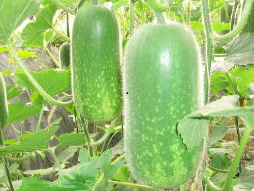 网红大瓜博雅吃瓜视频最全观看,全网最全大瓜集锦，一网打尽网红热点